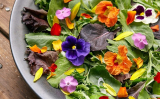 Edible Flowers