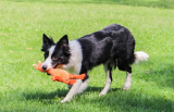 Honking Sound Dog Toys